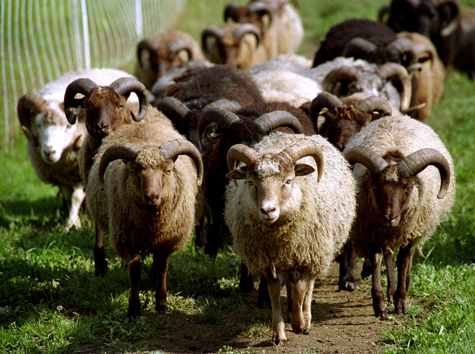 living-with-sheep-maple-ridge-sheep-farm-braintree-vt